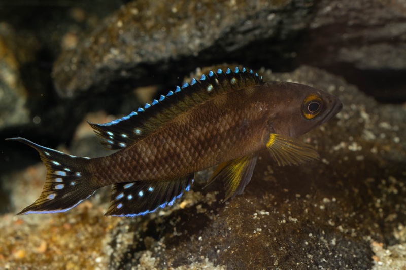 Neolamprologus buescheri 'Kamakonde'